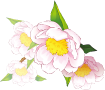花写真